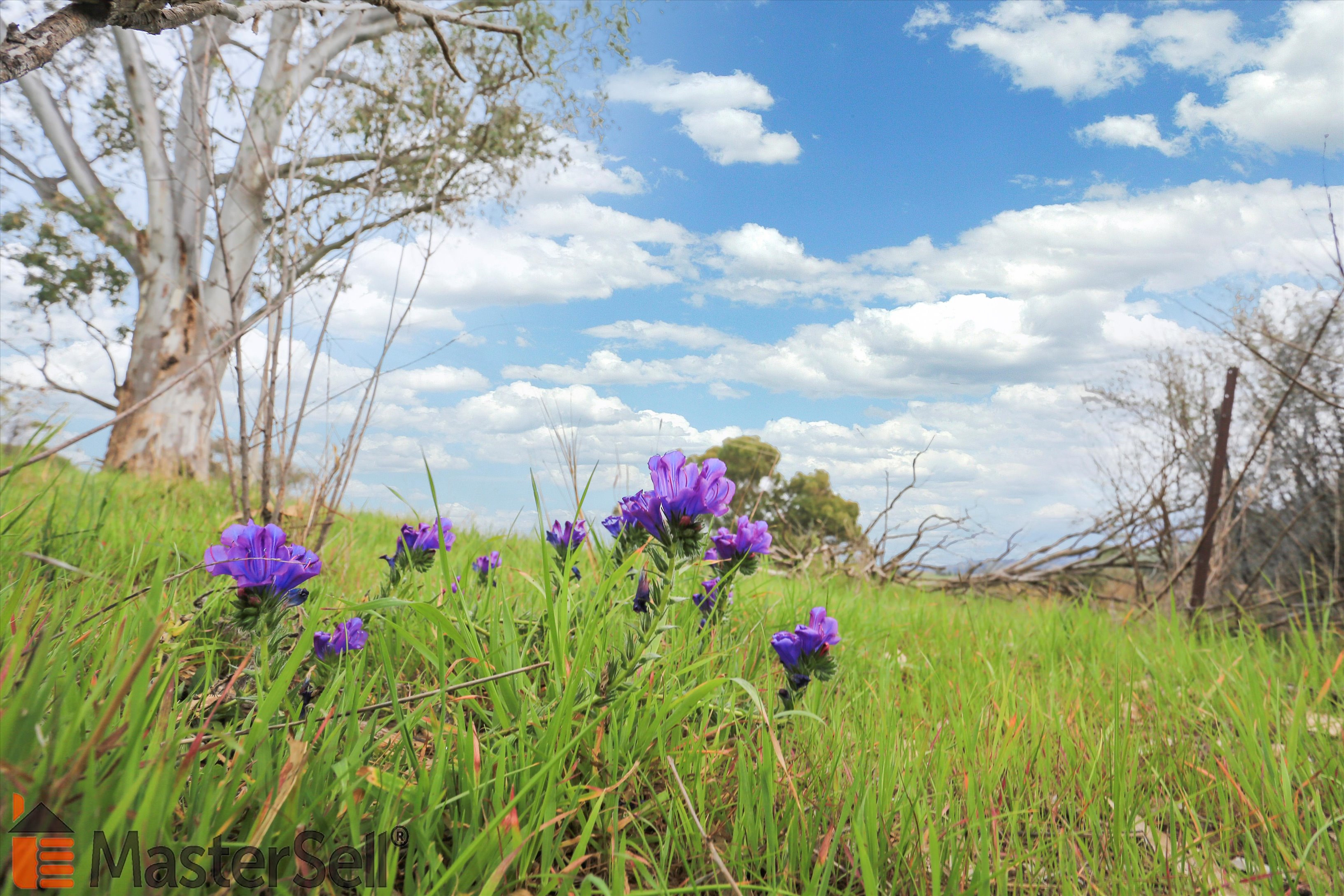 33 Francis Ave, Gundagai, Nsw