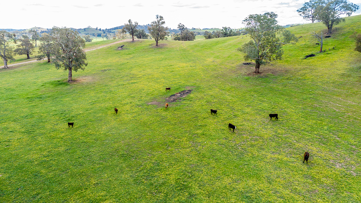 TARCUTTA, NSW, Tarcutta - Thumbnail 5