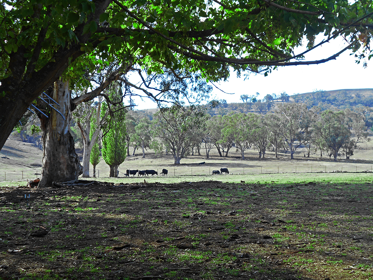 COOLAC, NSW, Coolac - Thumbnail 5