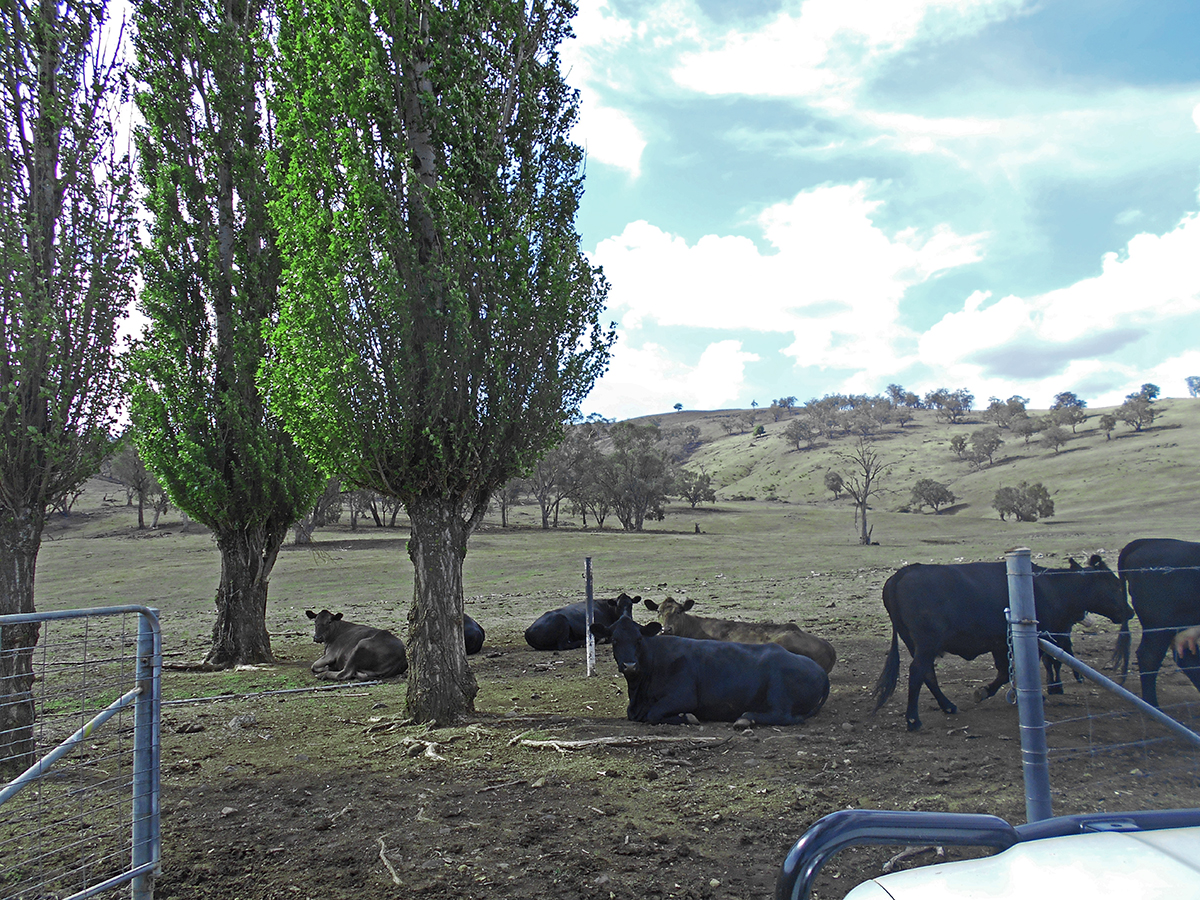 COOLAC, NSW, Coolac - Thumbnail 2