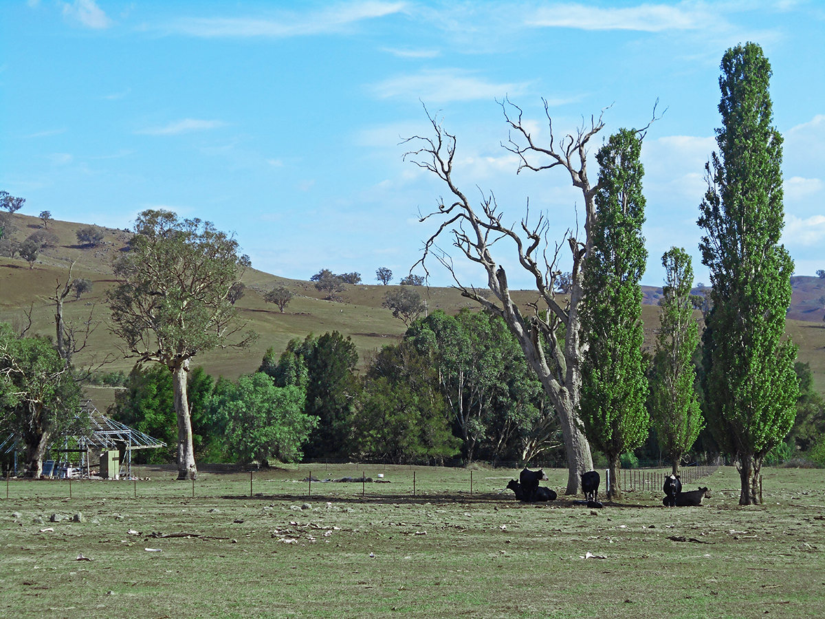 COOLAC, NSW, Coolac - Thumbnail 8