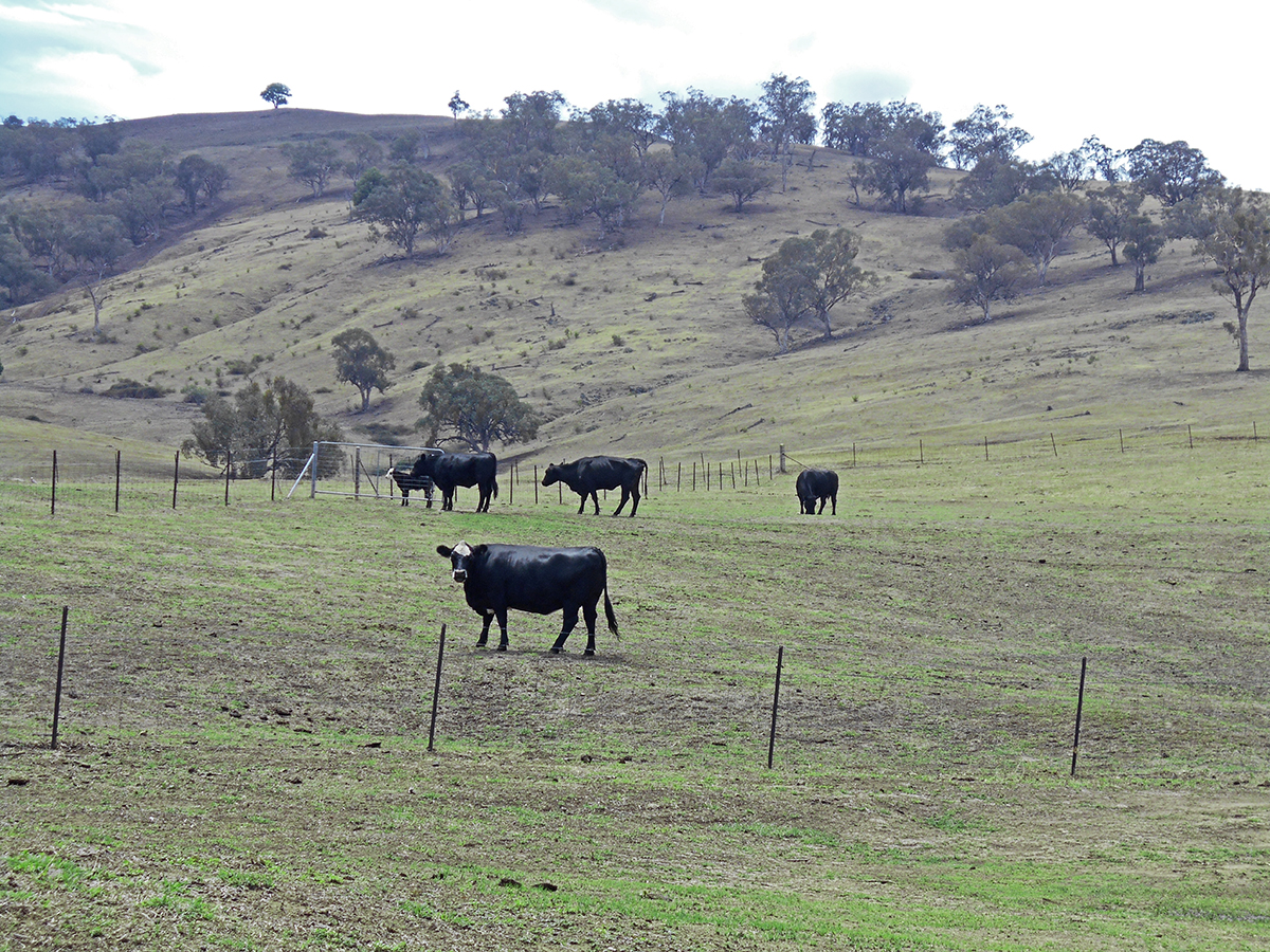 COOLAC, NSW, Coolac - Thumbnail 8
