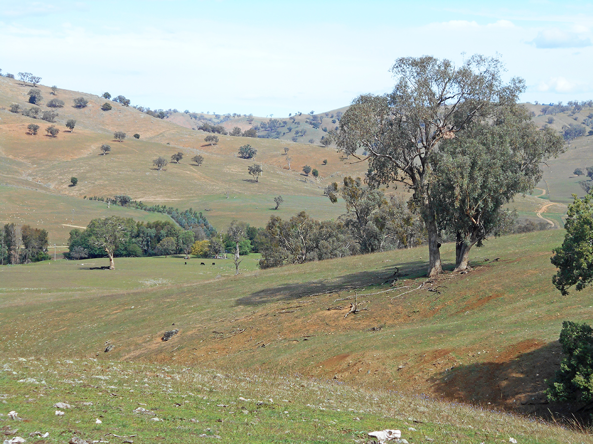 GOBARRALONG, NSW, Gobarralong - Thumbnail 6